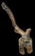 Tall Kritosaurus Caudal Vertebrae - Aguja Formation #38971-4